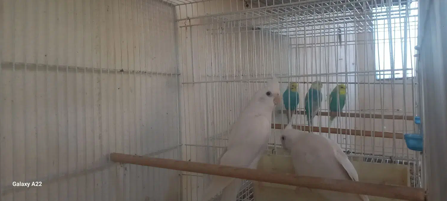 عروس هلندی آلبینو|پرنده|گرگان, |دیوار