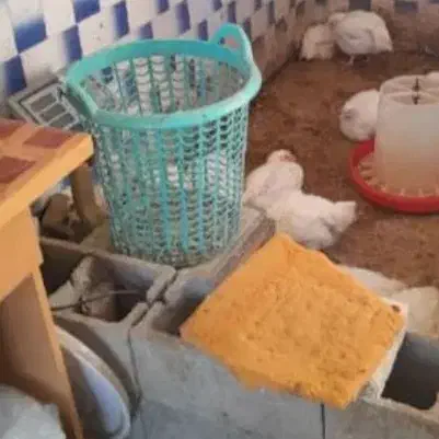 فروش کلیه وسایل مغازه مرغ زنده|فروشگاه و مغازه|ایذه, |دیوار