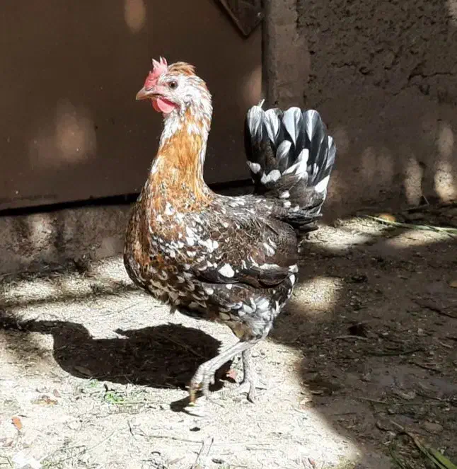 تخم مرغ نطفه دار|حیوانات مزرعه|جهرم, |دیوار