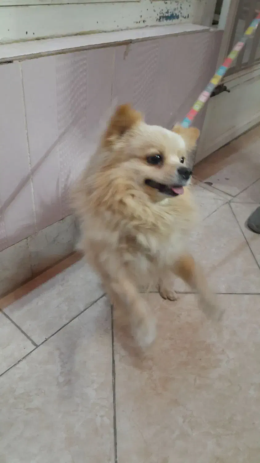 پامر نر یکساله|سگ|شاهین‌شهر, شهرک هشت بهشت|دیوار