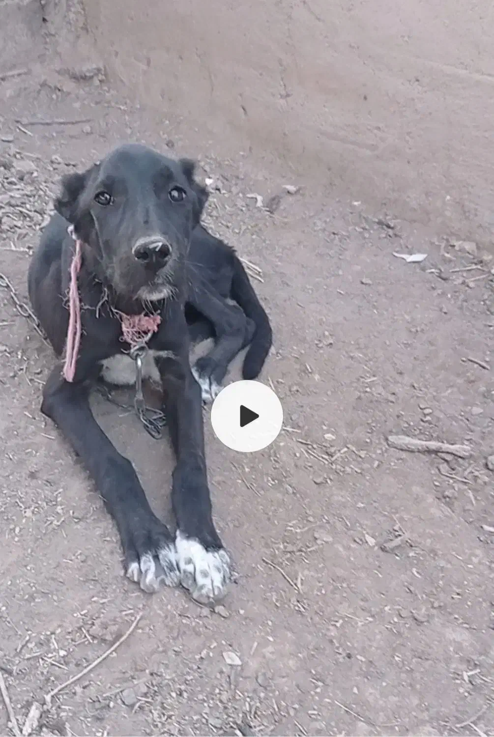 توله دوبرمن سراب|سگ|مشهد, حجت|دیوار