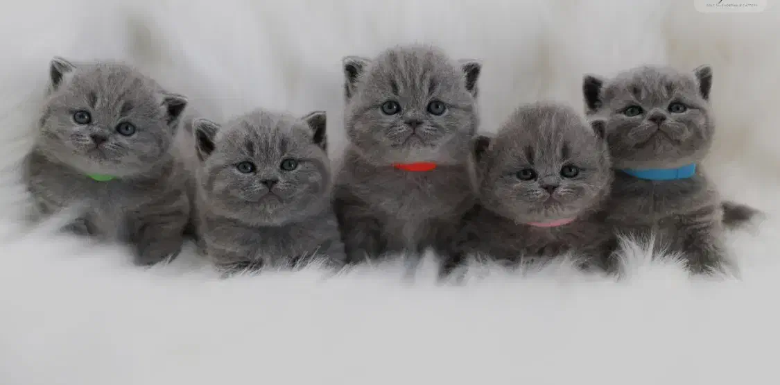 گربه کیتن بریتیش بلو|گربه|تهران, آسمان|دیوار