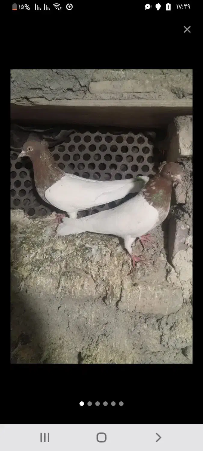 نر سر الماسی|حیوانات|زرند, |دیوار