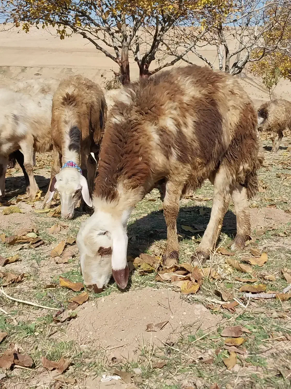 بره ماده و بره قوچ|حیوانات مزرعه|بروجرد, |دیوار