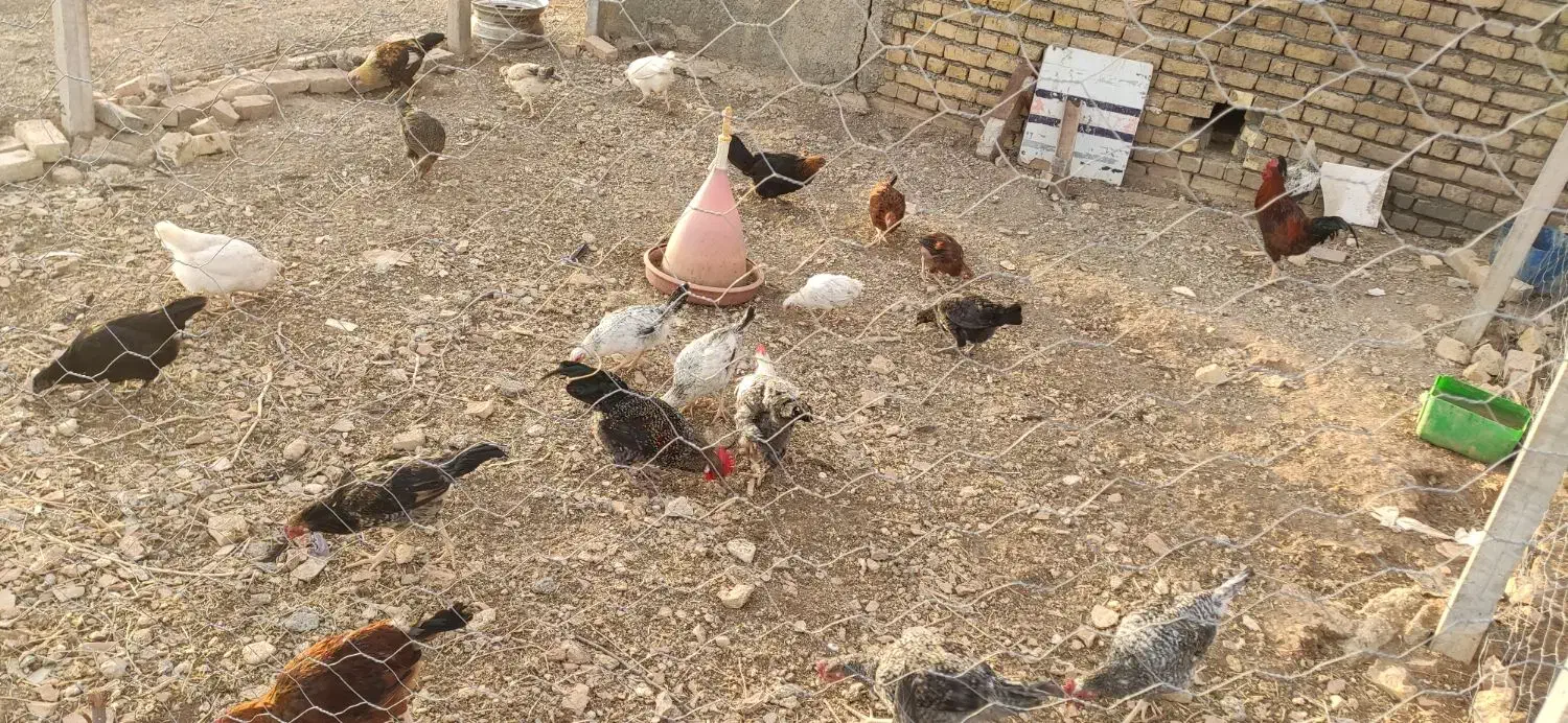 مرغ محلی|حیوانات مزرعه|روانسر, |دیوار