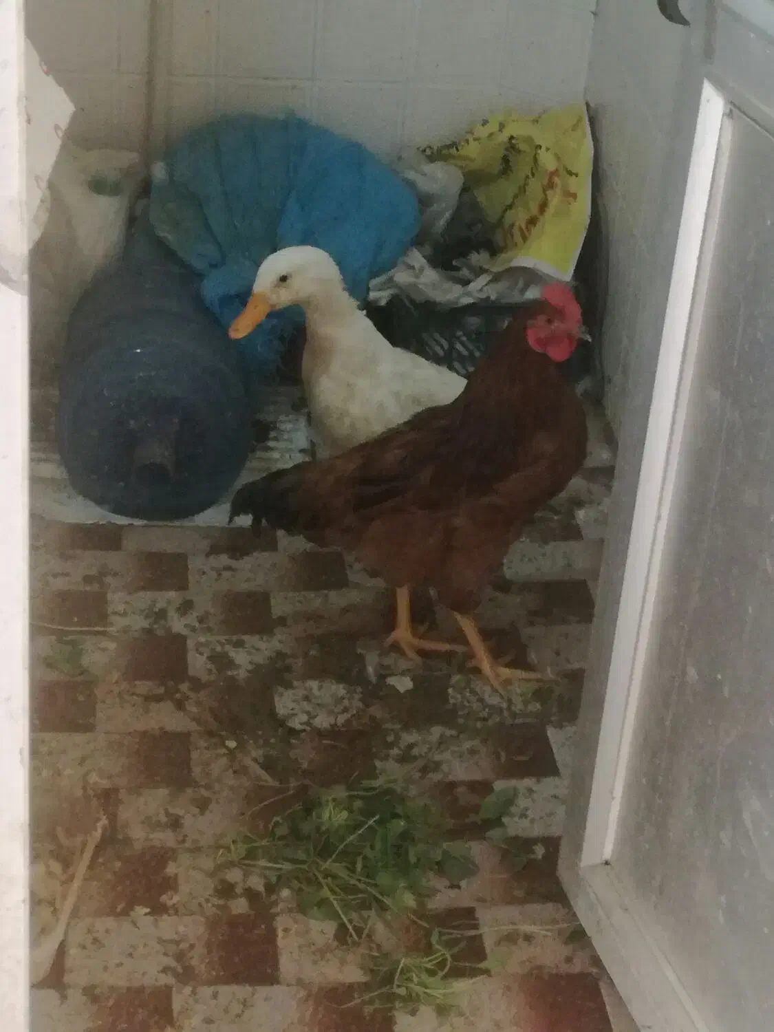 مرغ مشکی وحنای تخم کن|حیوانات مزرعه|اصفهان, بوستان ناژوان|دیوار