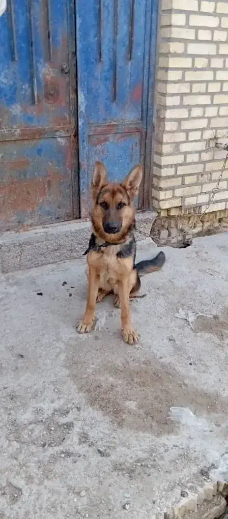 سگ ژرمن شناسنامه دار8ماهه|سگ|آبادان, |دیوار