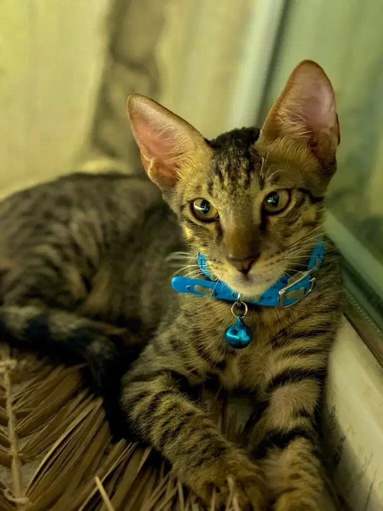 واگذاری گربه|گربه|رفسنجان, |دیوار