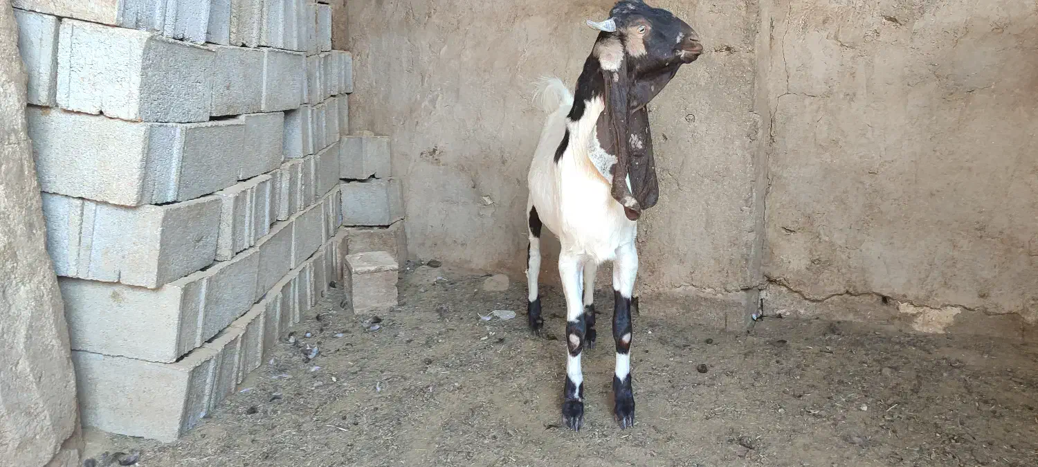 کهره نر پاکستانی|حیوانات مزرعه|طسوج, |دیوار