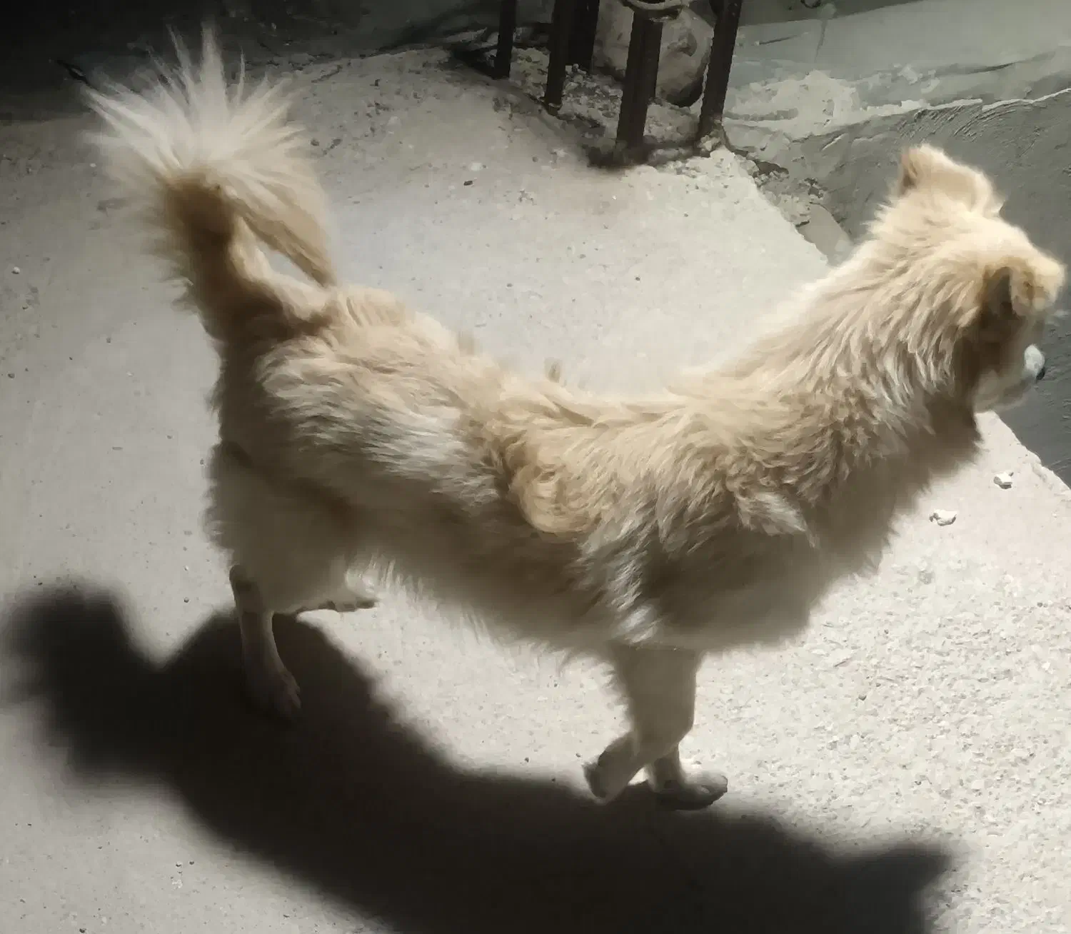 سگ پامرنر|سگ|بندرعباس, |دیوار