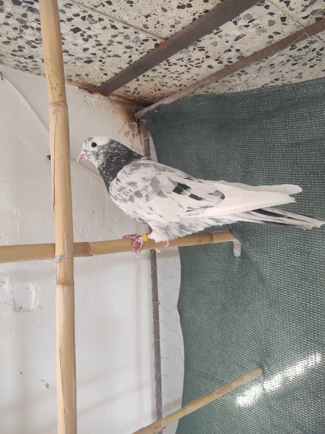 کبوتر پرشی|پرنده|مهدی شهر, |دیوار