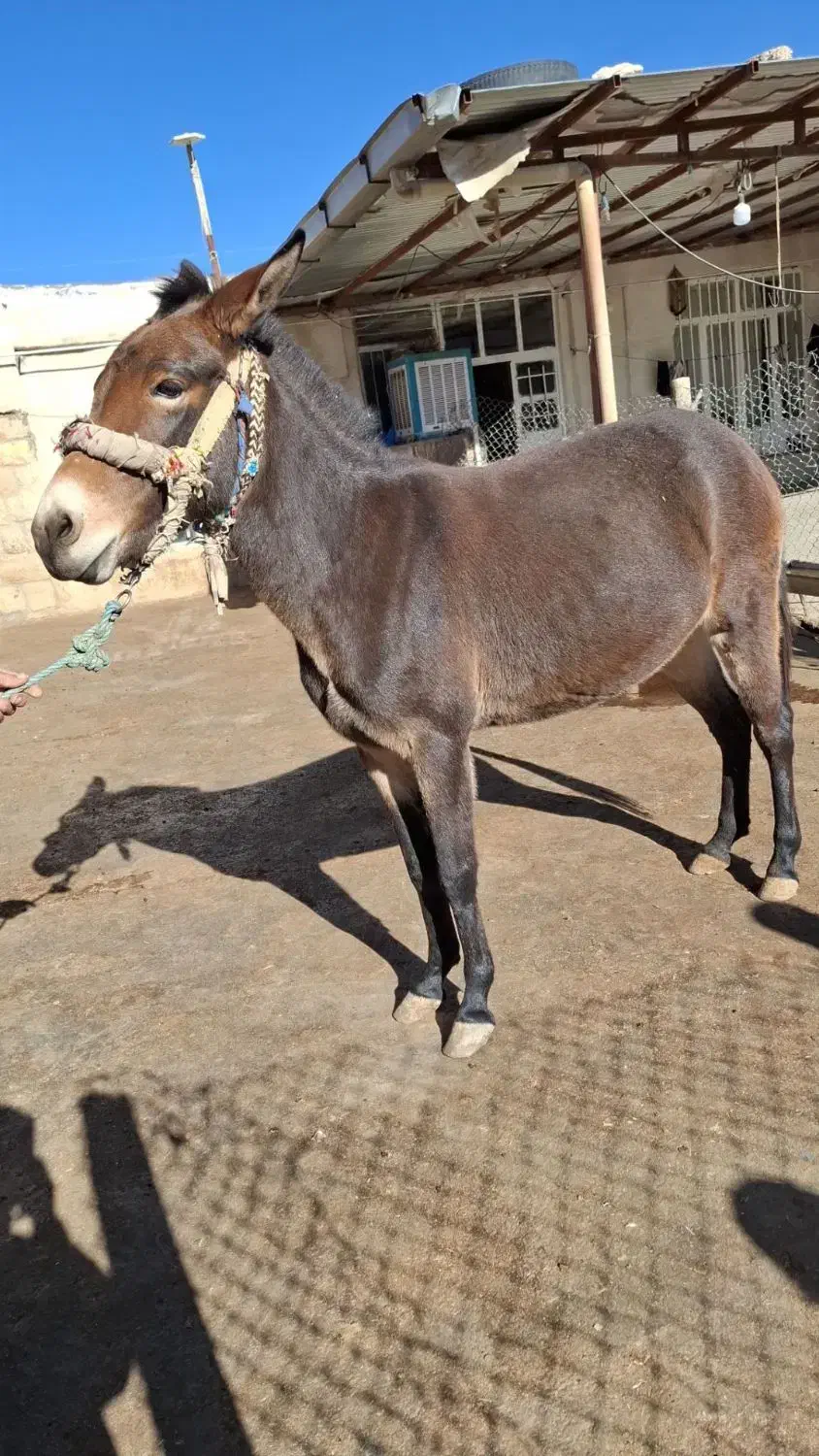قاطر|حیوانات مزرعه|کوهدشت, |دیوار