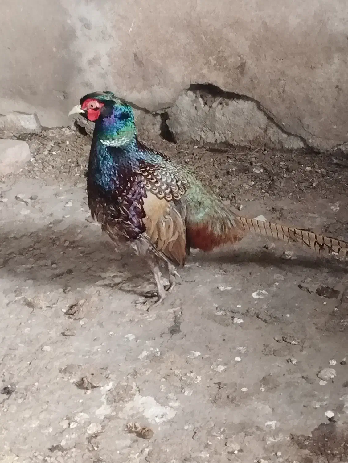 اردک خارجی . تخم قره قا. وول.خروس برهما|حیوانات مزرعه|قائمشهر, |دیوار