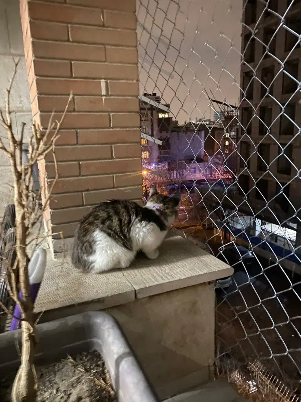 امنیت بالکن برای گربه و کبوتر|خدمات پیشه و مهارت|تهران, قلهک|دیوار