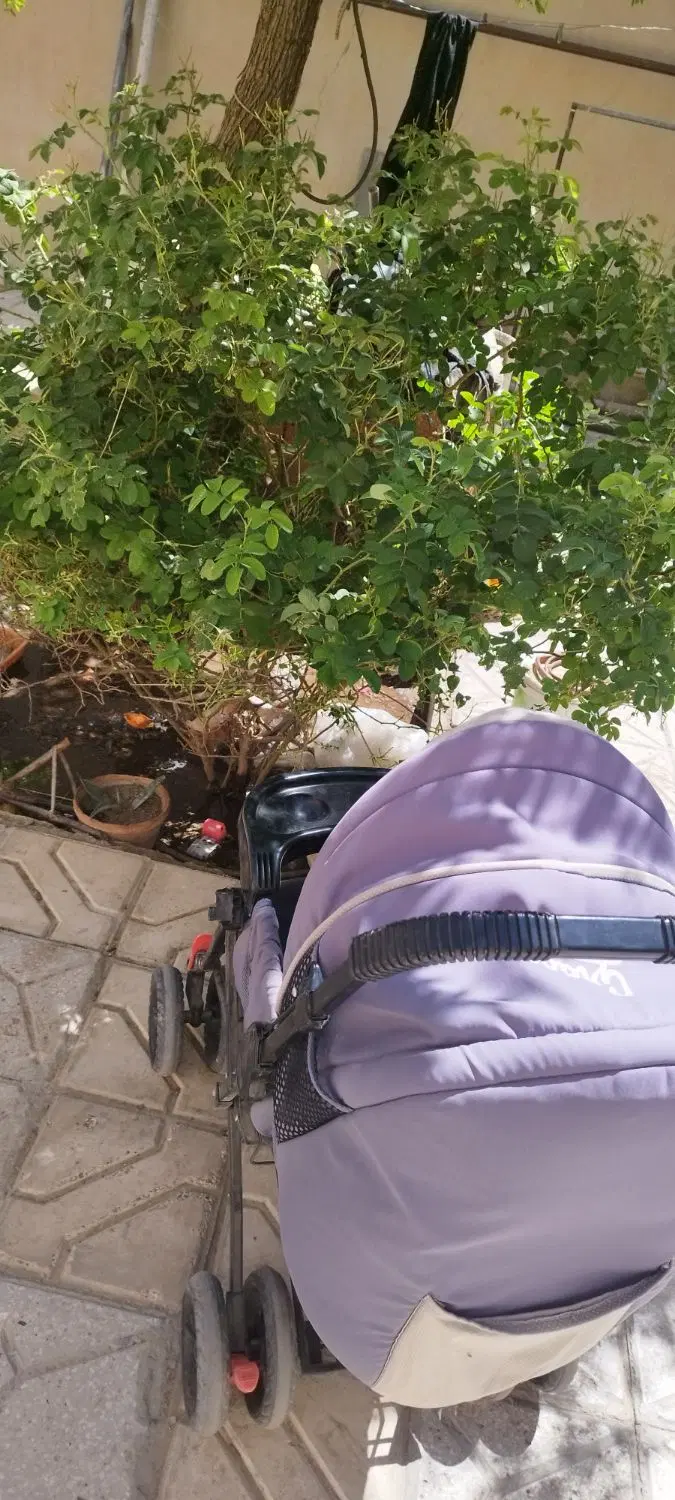 کالسکه|کالسکه و لوازم جانبی|بیرجند, |دیوار