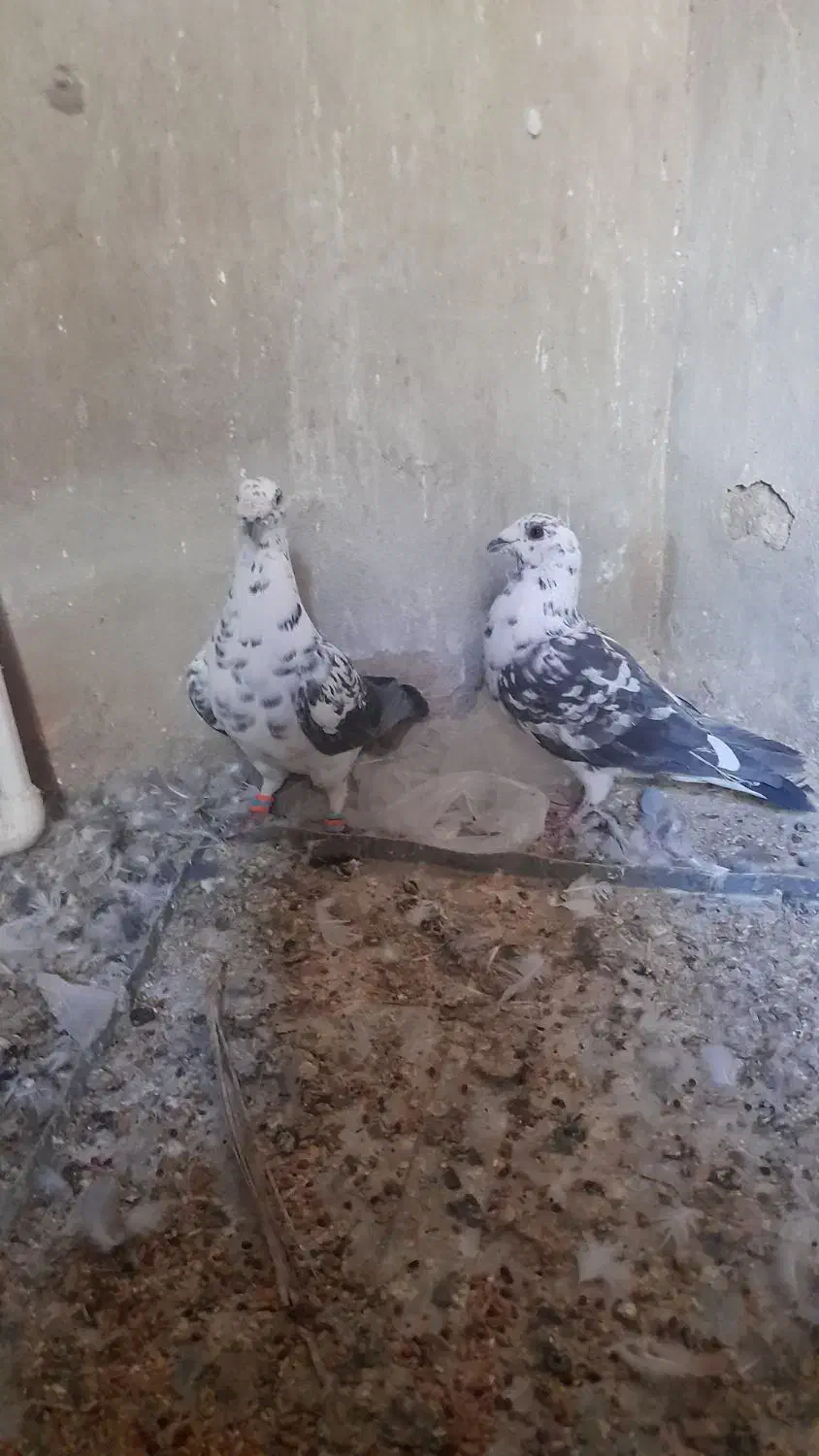 کبوتر گلی سینه سفید نر|پرنده|شیراز, فرگاز|دیوار