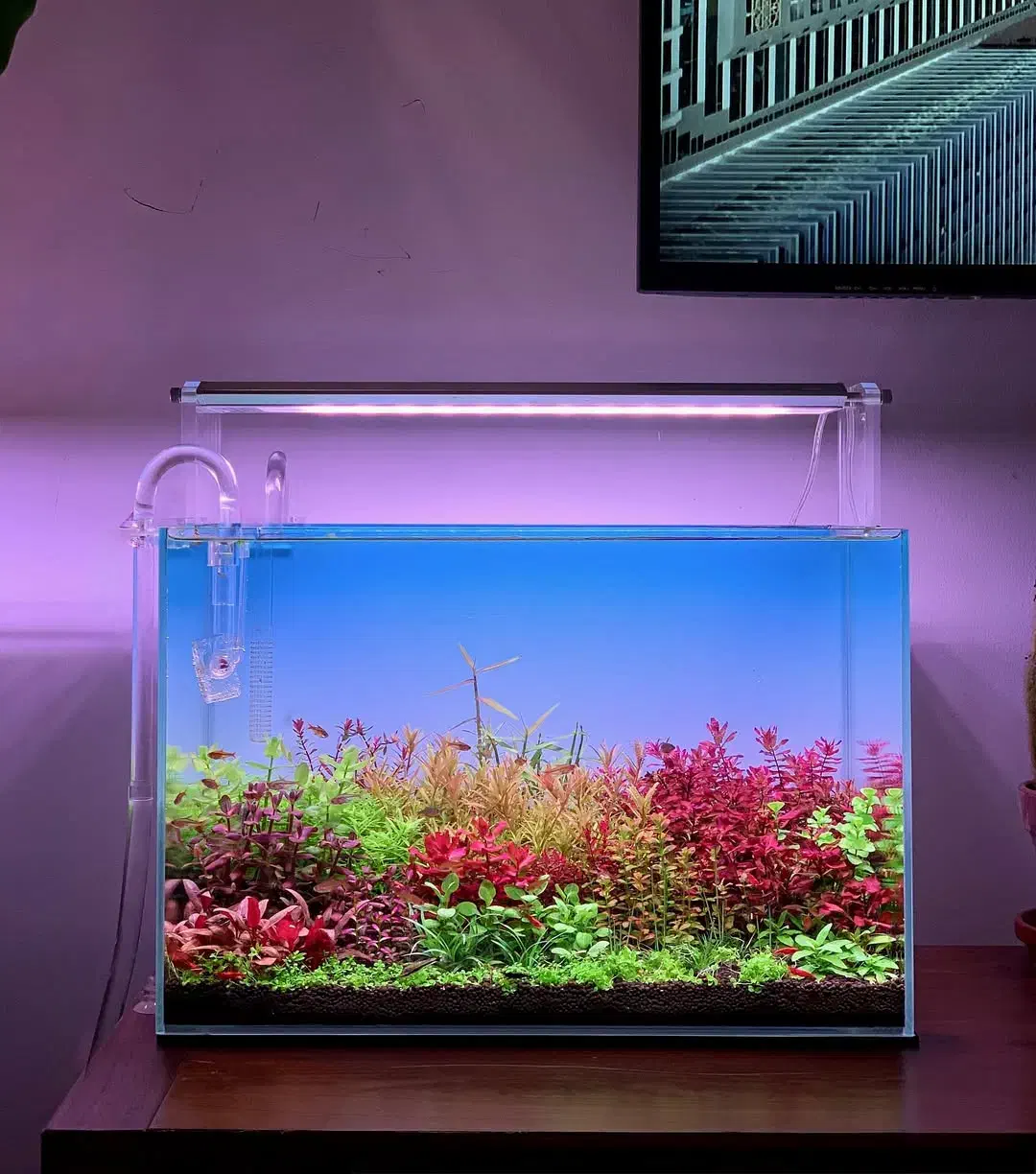 ساخت و دیزاین آکواریوم|ماهی|بندرعباس, |دیوار