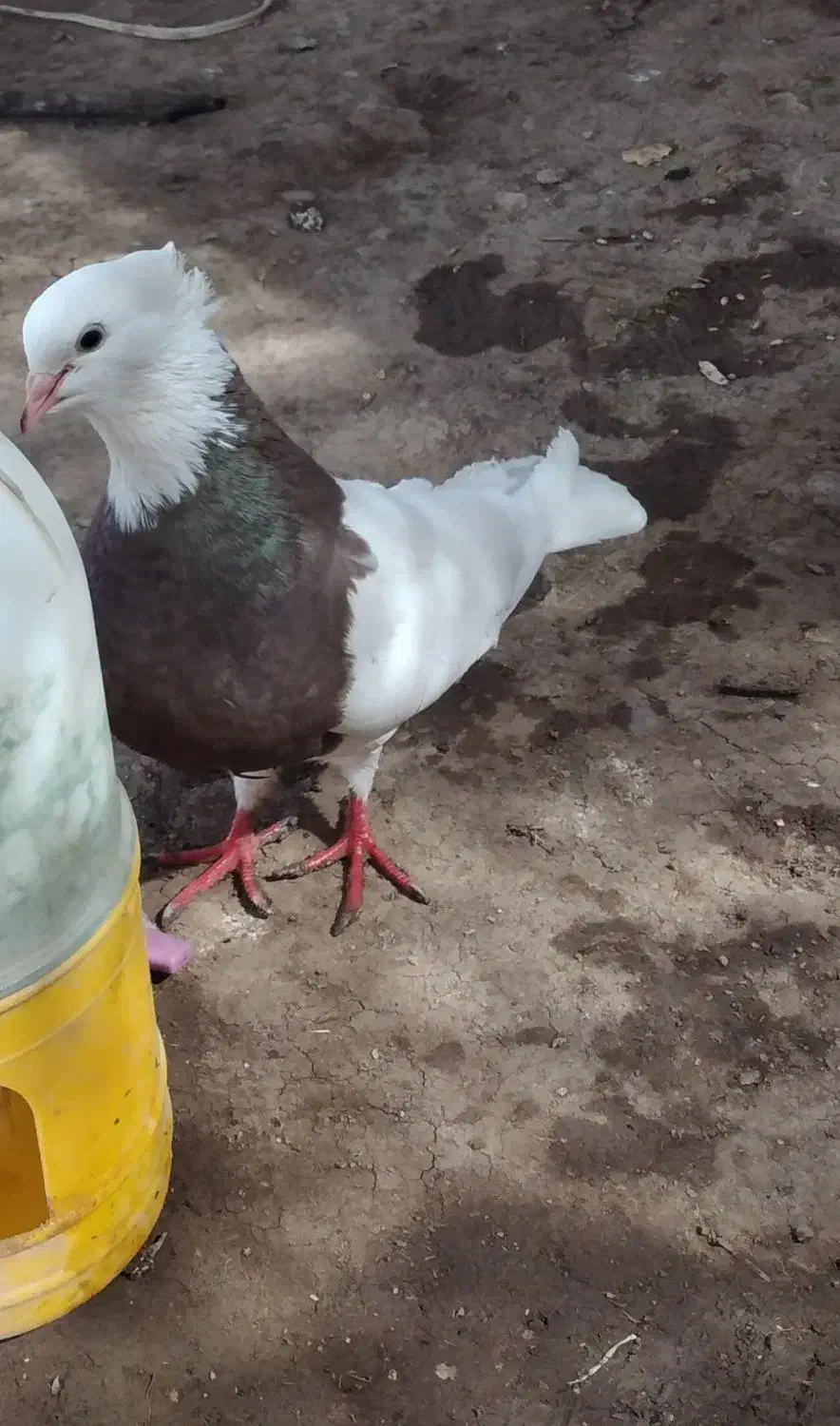 طوقی دره شهر|پرنده|دره شهر, |دیوار