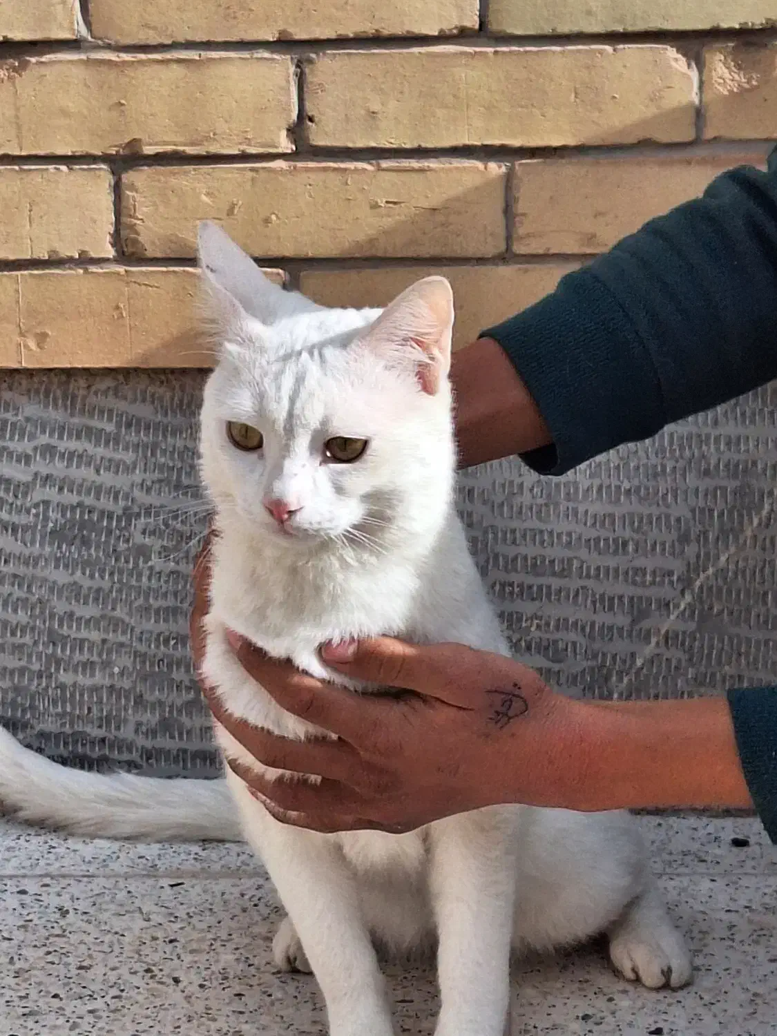 گربه|گربه|رفسنجان, |دیوار