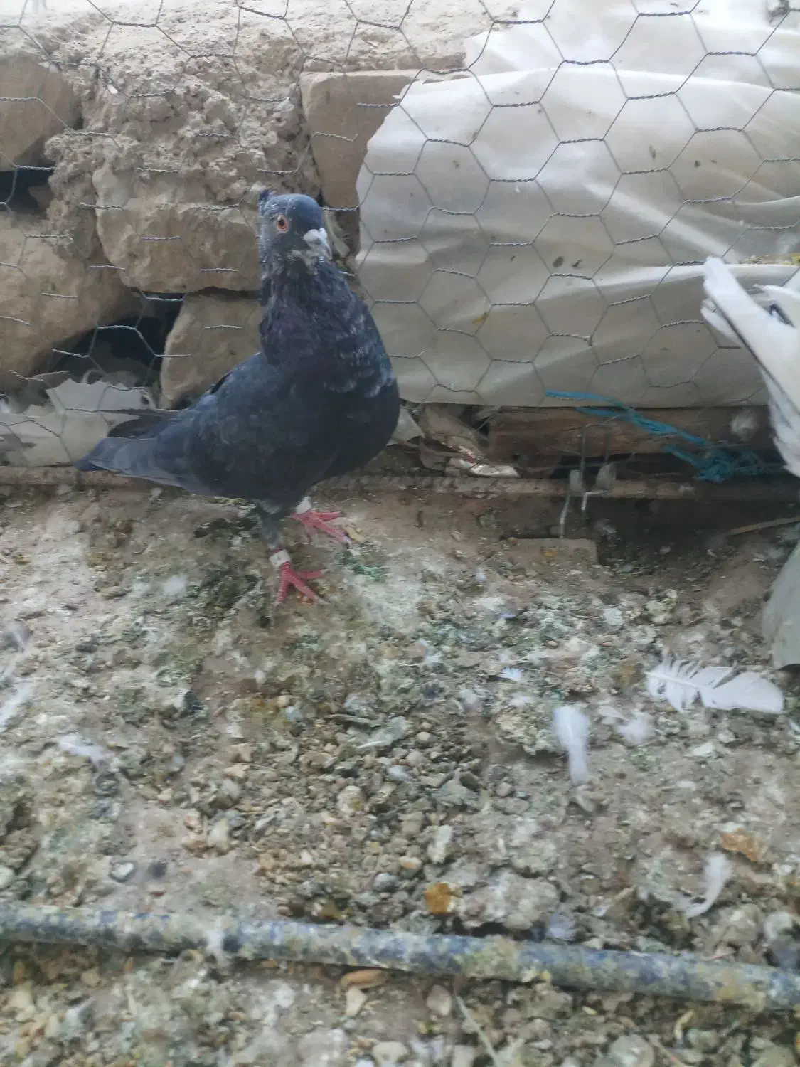 کبوتر بهبهانی وشهری|پرنده|شیراز, تندگویان|دیوار