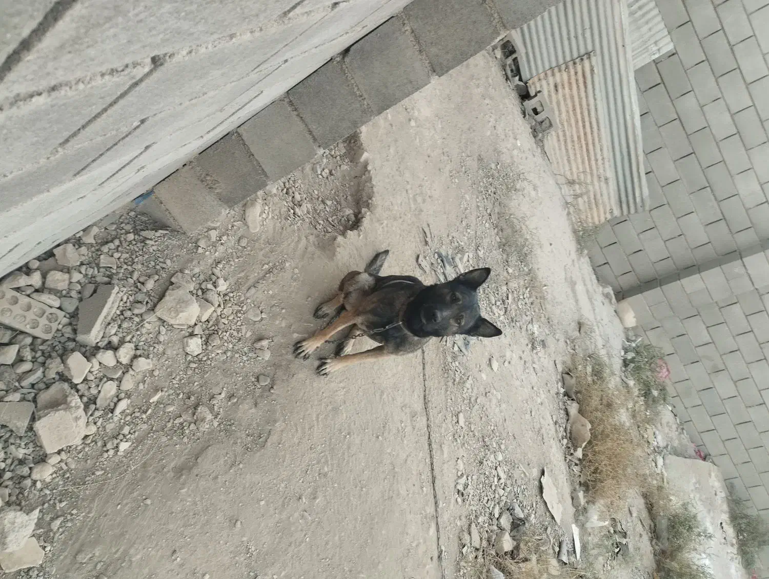 سگ مالینویزنگهبان|سگ|بهارستان, |دیوار