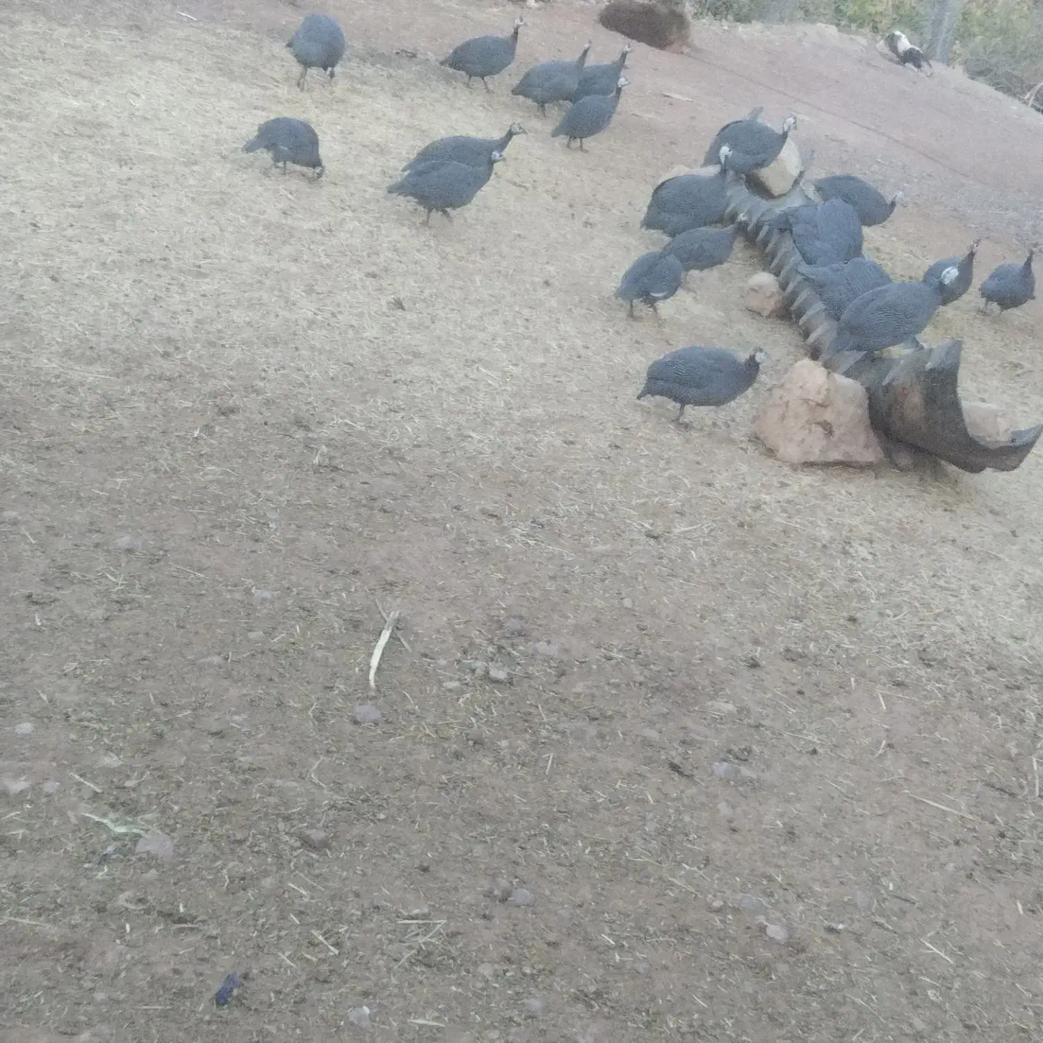 مرغ چینی|حیوانات مزرعه|کوهدشت, |دیوار