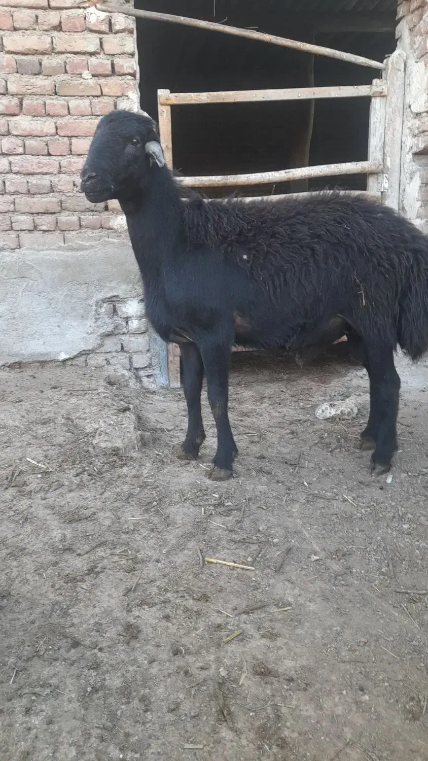 قوچ شیشک قره چال50|حیوانات مزرعه|سلماس, |دیوار