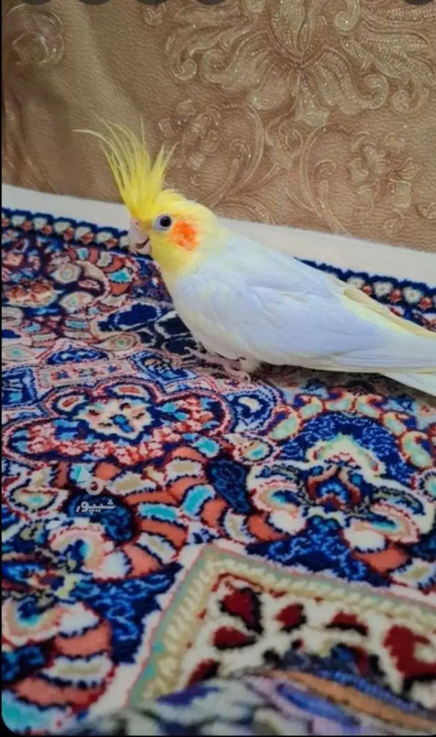 عروس لوتینو نروماده|پرنده|مراغه, |دیوار