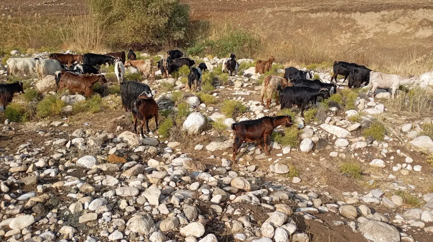 بز چاق هیکلی|حیوانات مزرعه|شاهیوند, |دیوار