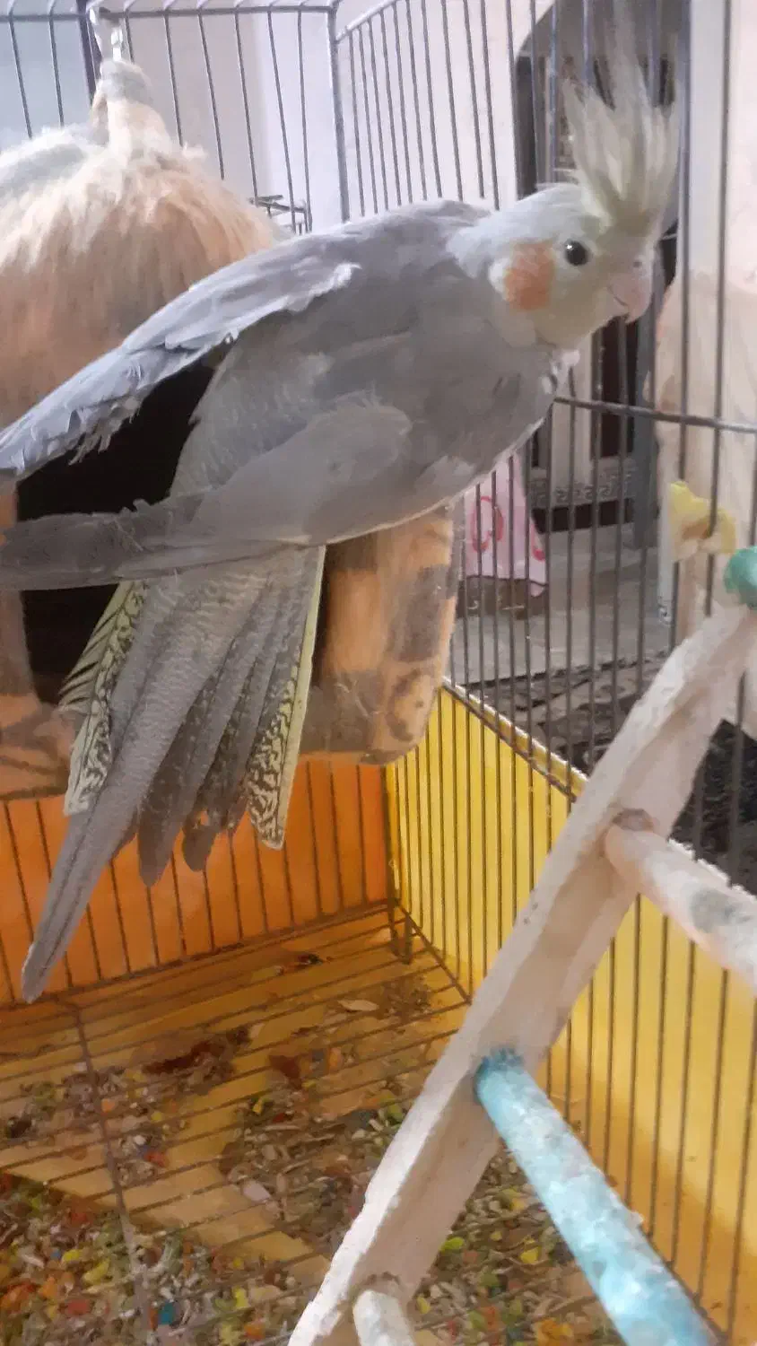 عروس هلندی|پرنده|ماهدشت, |دیوار