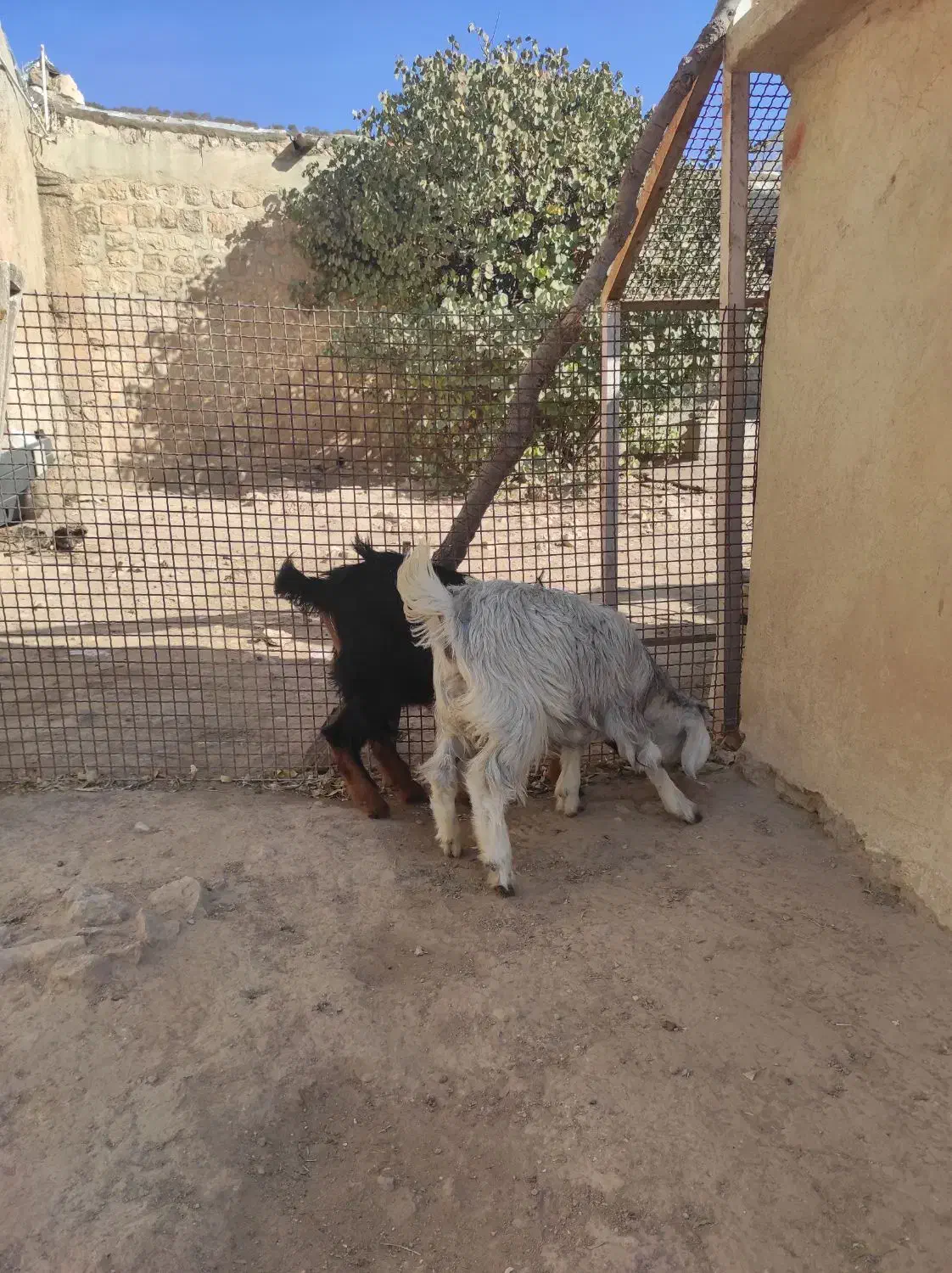 بز و بزغاله|حیوانات مزرعه|ایوان, |دیوار