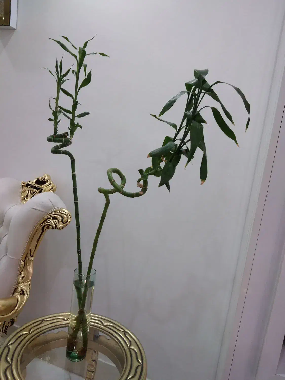 گل بامبو سالم و سبز پرریشه|گل و گیاه طبیعی|تربت‌حیدریه, قائم|دیوار