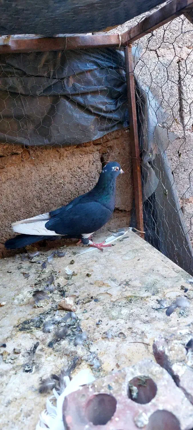 کفتر|پرنده|زرند, |دیوار