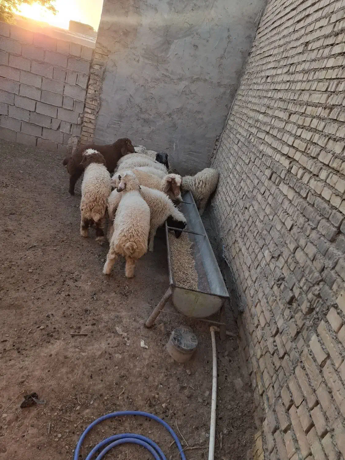 ۱۳ عدد بره ۱۰ تا نر و۳تا ماده|حیوانات مزرعه|سوسنگرد, |دیوار