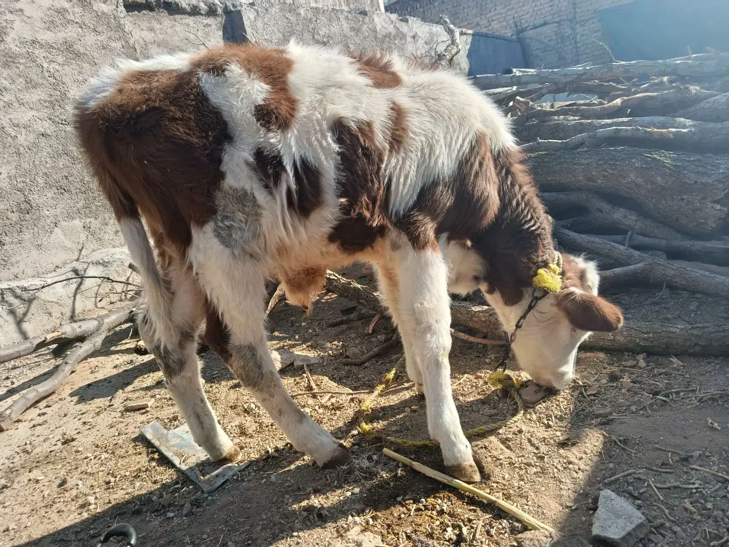 گوساله سیمینتال|حیوانات مزرعه|ویسیان, |دیوار