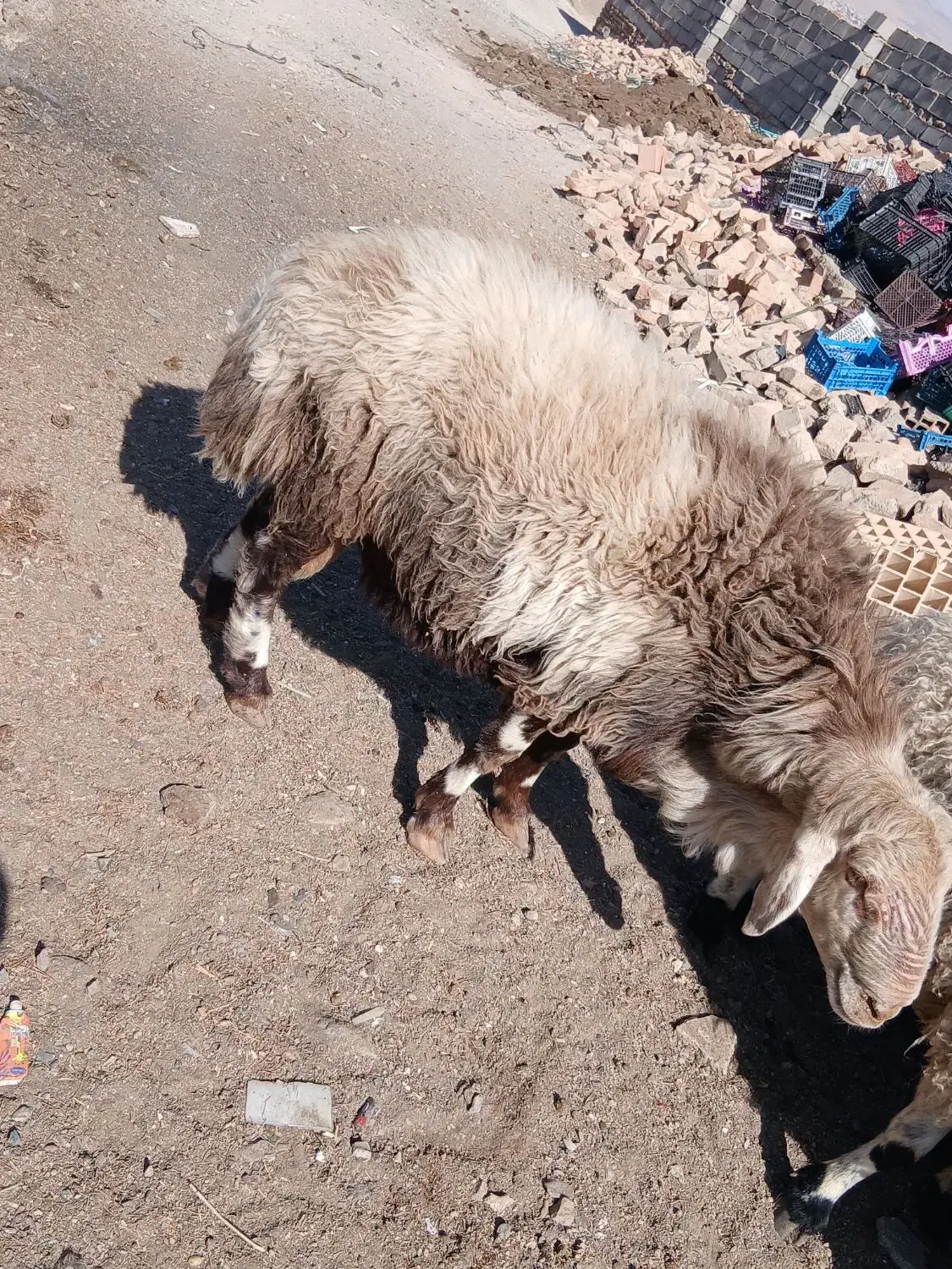 بره شیشک|حیوانات مزرعه|بیرجند, |دیوار