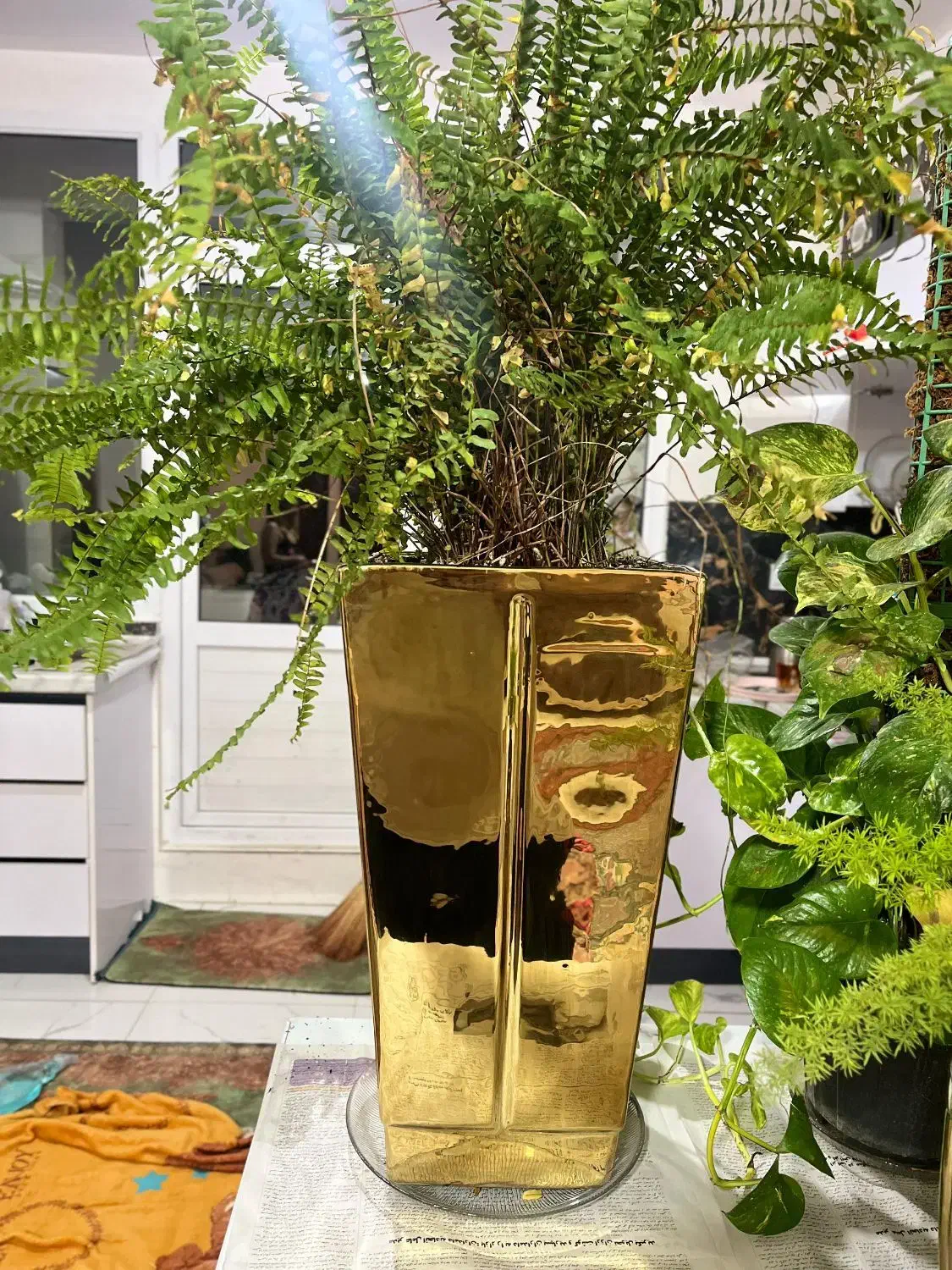 گلدان|گل و گیاه طبیعی|پاکدشت, پاکدشت (مامازند)|دیوار