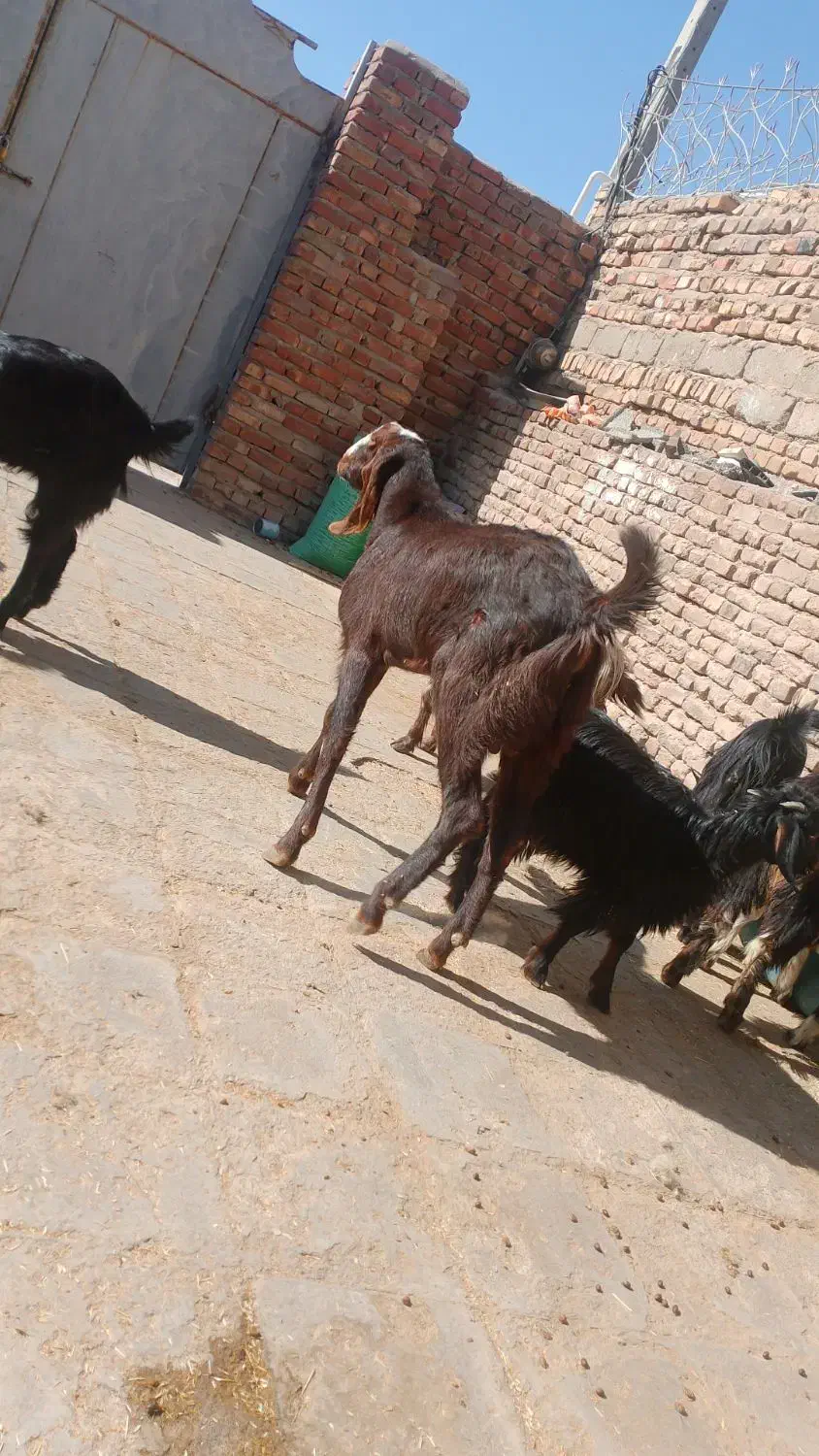 گوشت|حیوانات مزرعه|خاش, |دیوار