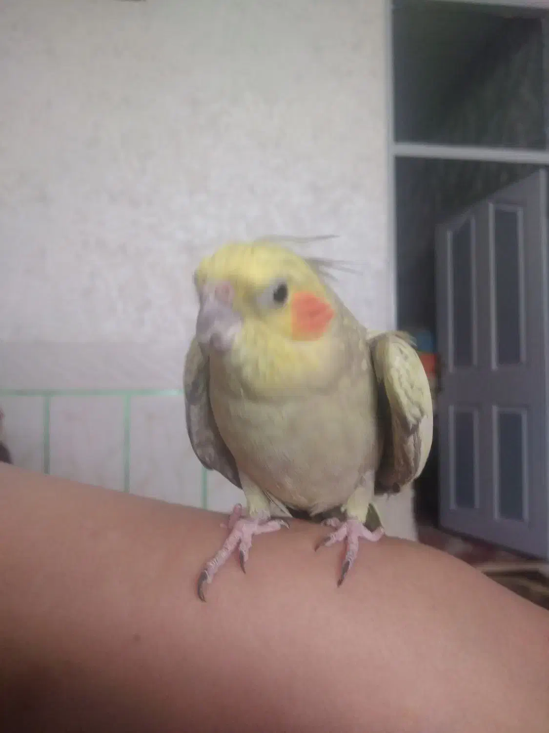 عروس هلندی زیباودستی|پرنده|فیروزآباد (فارس), |دیوار