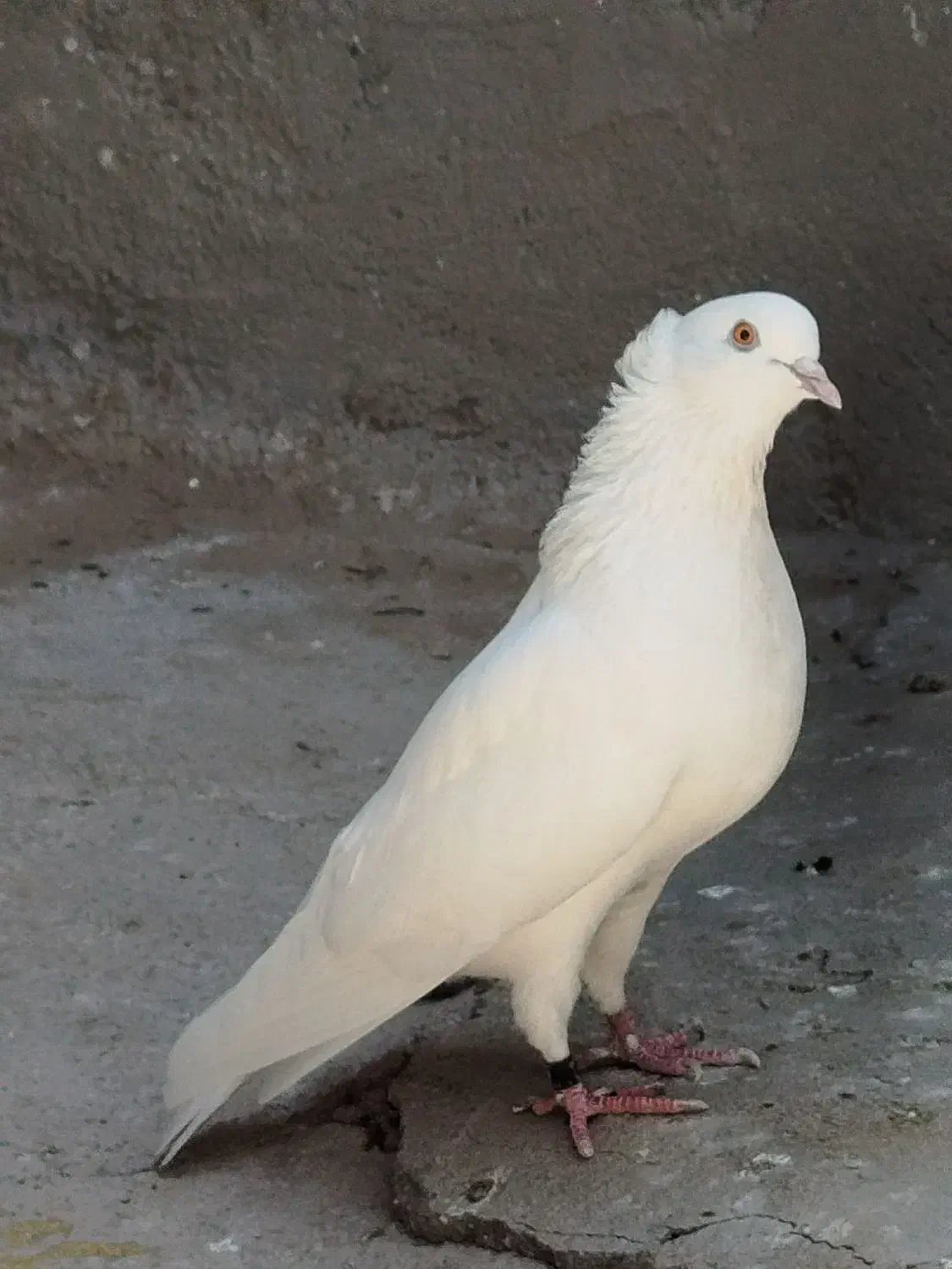 کبوتر پرشی|پرنده|سیرجان, |دیوار