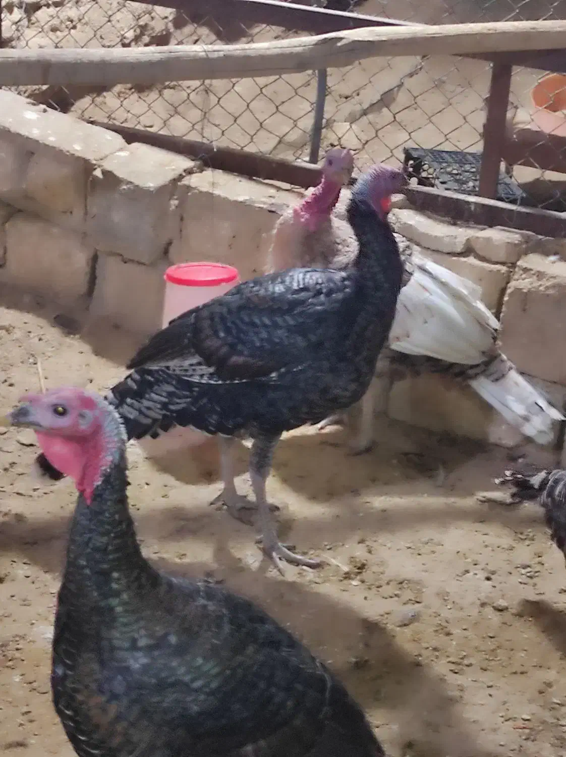 بوقلمون نر جوان|حیوانات مزرعه|فسا, |دیوار