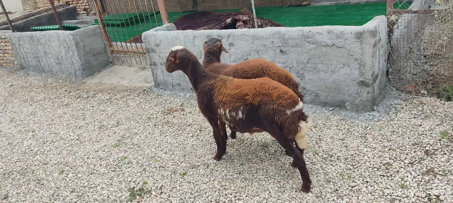 دو راس نر توقلی افشار چاق|حیوانات مزرعه|بندر ترکمن, |دیوار