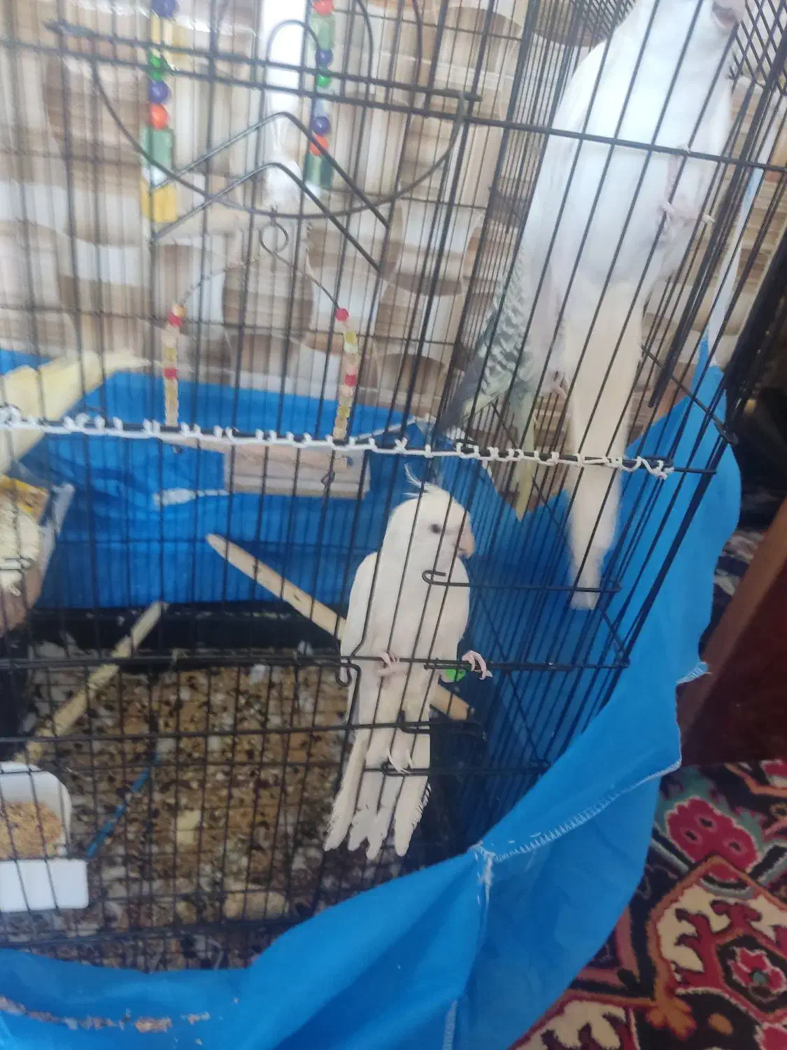 عروس هلندی|پرنده|بستان آباد, |دیوار