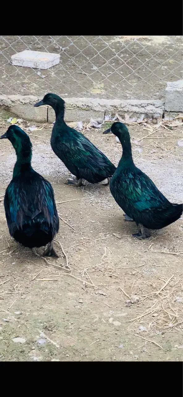 جوجه اردک کایوگا بیگ سایز|حیوانات مزرعه|قائم‌شهر, |دیوار