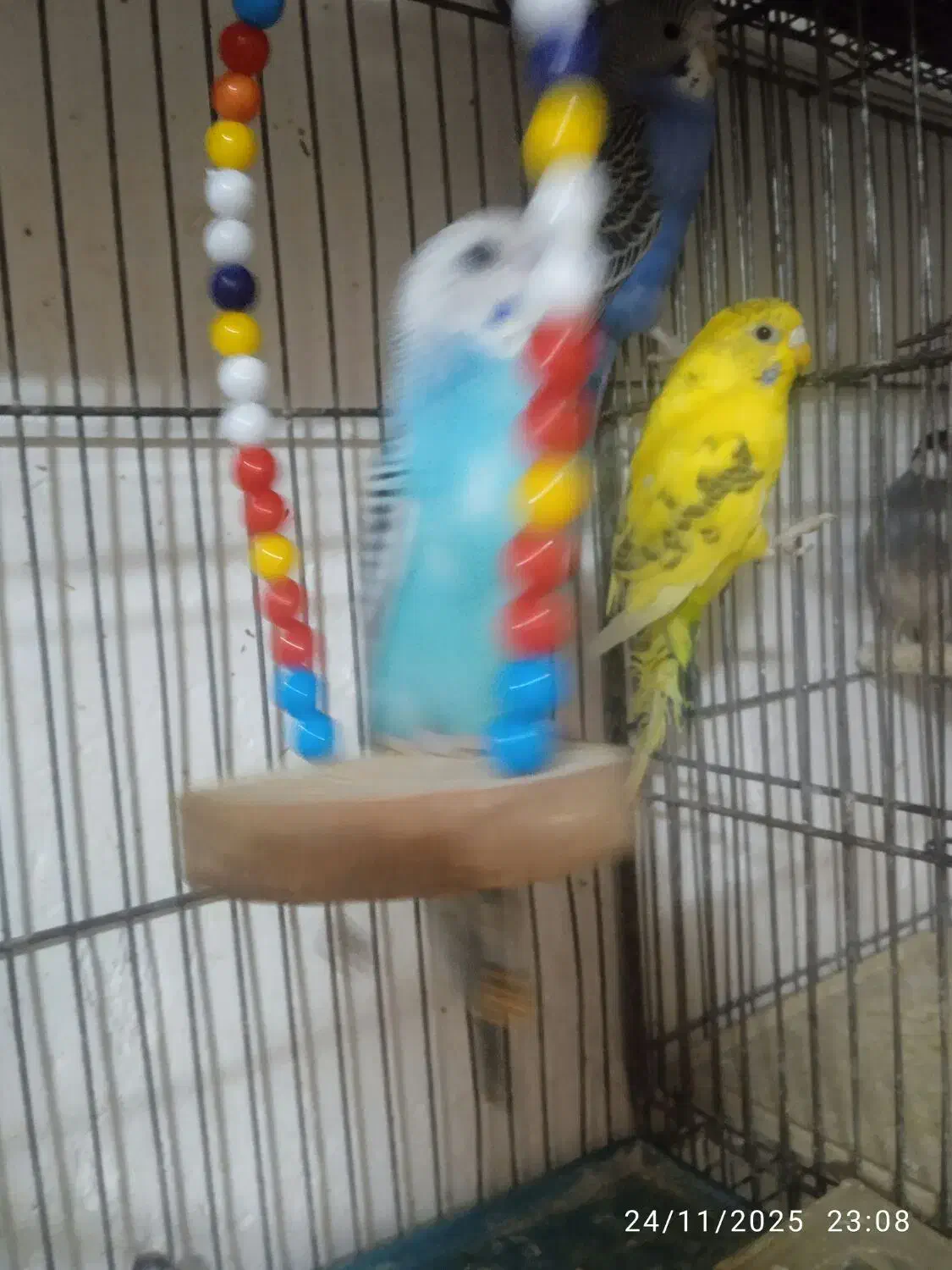 تعدادی مرغ عشق جوجه سرحال وزیبا ودستی|پرنده|بروجرد, |دیوار