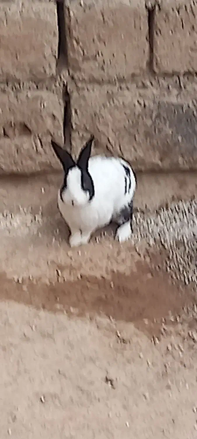 خرگوش|موش و خرگوش|کرمانشاه, |دیوار