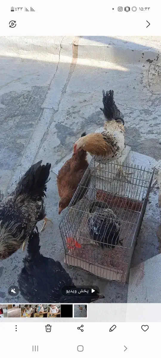 ۲عددمرغ ۳عددخروس محلی|حیوانات مزرعه|سبزوار, طبرسی (جعفرآباد)|دیوار