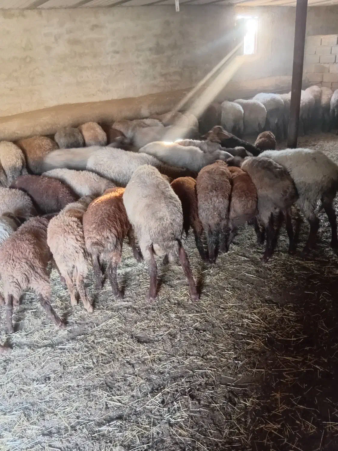 گوسفند داشتی و ابستن|حیوانات مزرعه|کیاسر, |دیوار