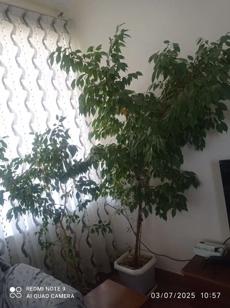 گل بنجامین کاملا سالم|گل و گیاه طبیعی|نقده, |دیوار