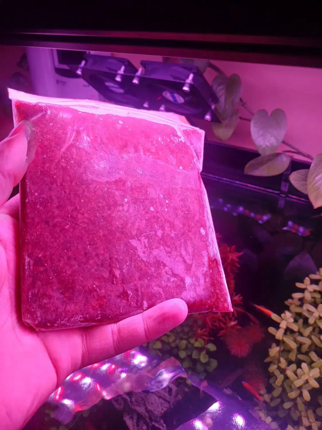 ارتمیا منجمد غذا ماهی|ماهی|اسلامشهر, شهرک واوان|دیوار